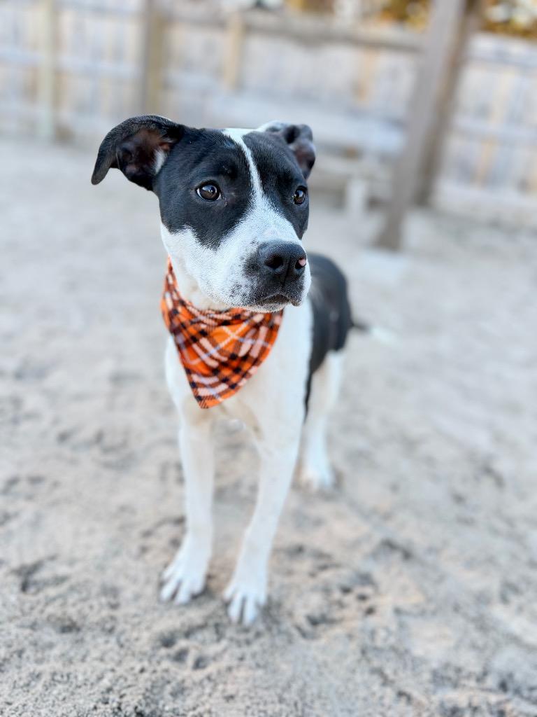 Enlarge Domino "Dom, a Adoptable Mixed Breed in Muskegon, MI image 2/2