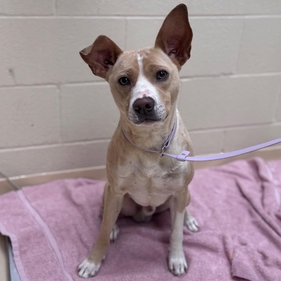 Groot, Adoptable, Adult Male Mixed Breed.