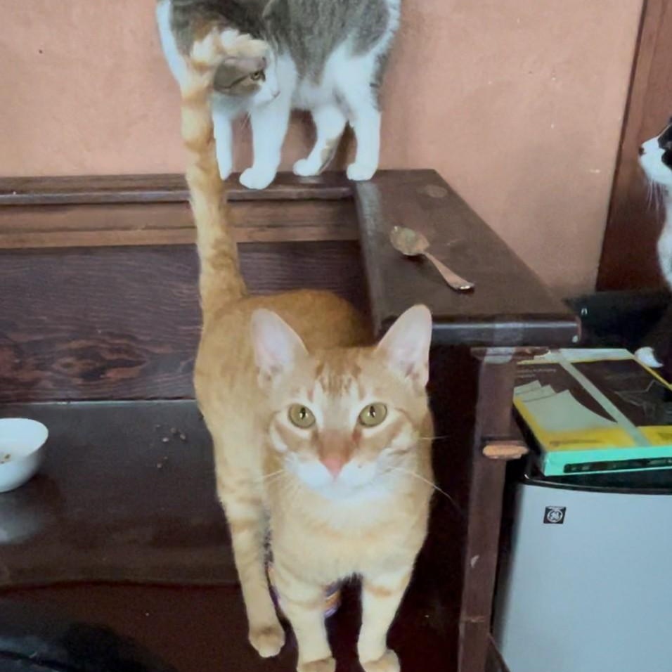 Linus, a Adoptable Domestic Short Hair in Springdale, AR image 3/4