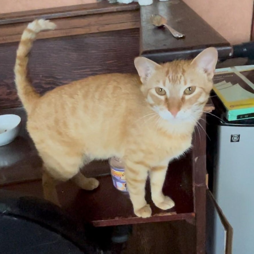 Linus, a Adoptable Domestic Short Hair in Springdale, AR image 1/4