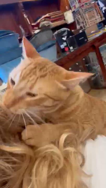 Enlarge Linus, a Adoptable Domestic Short Hair in Springdale, AR video 2/4