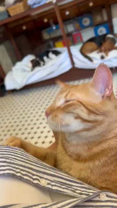 Enlarge Linus, a Adoptable Domestic Short Hair in Springdale, AR video 4/4