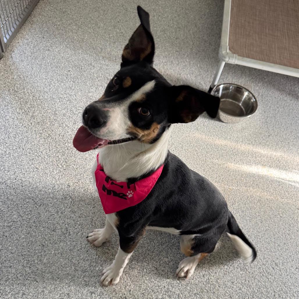 Enlarge Ziggy, a Adoptable mixed breed in Pineville, MO image 1/5