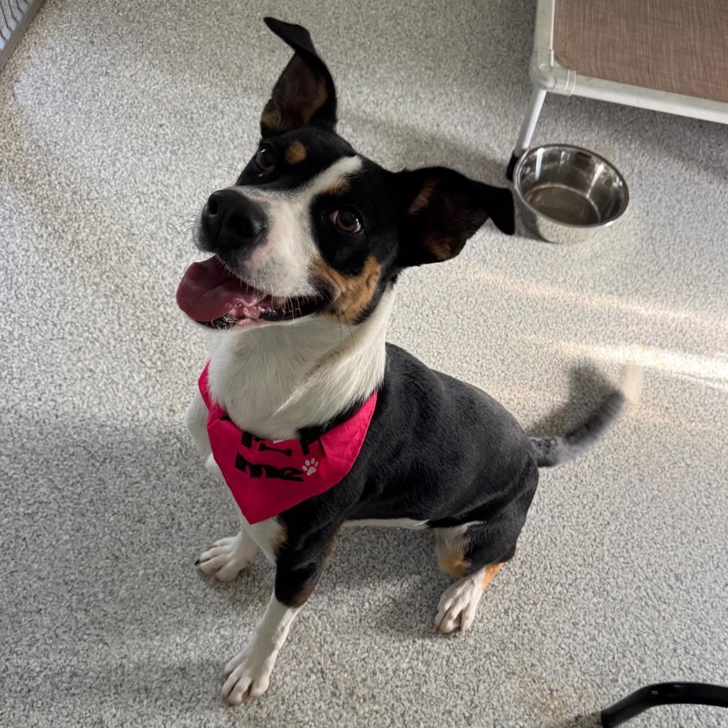 Enlarge Ziggy, a Adoptable mixed breed in Pineville, MO image 2/5