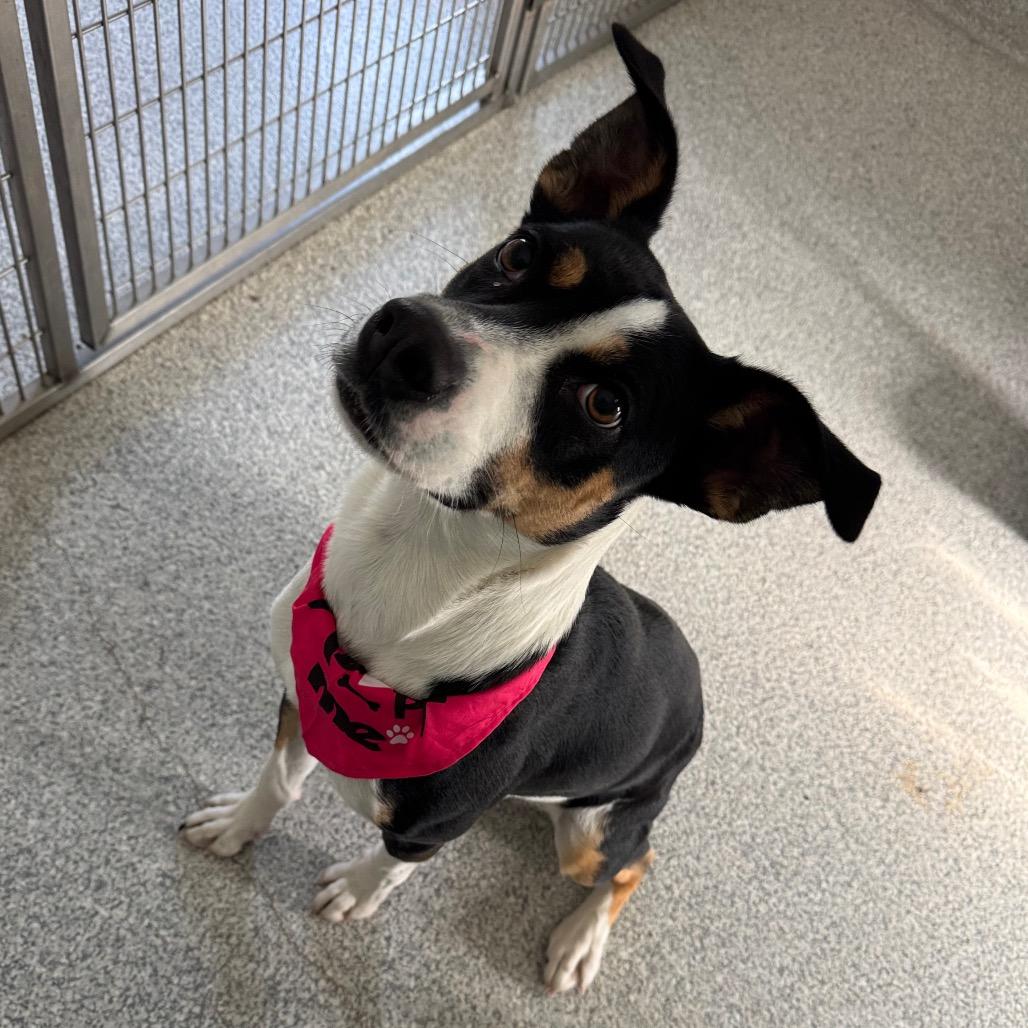 Enlarge Ziggy, a Adoptable mixed breed in Pineville, MO image 3/5