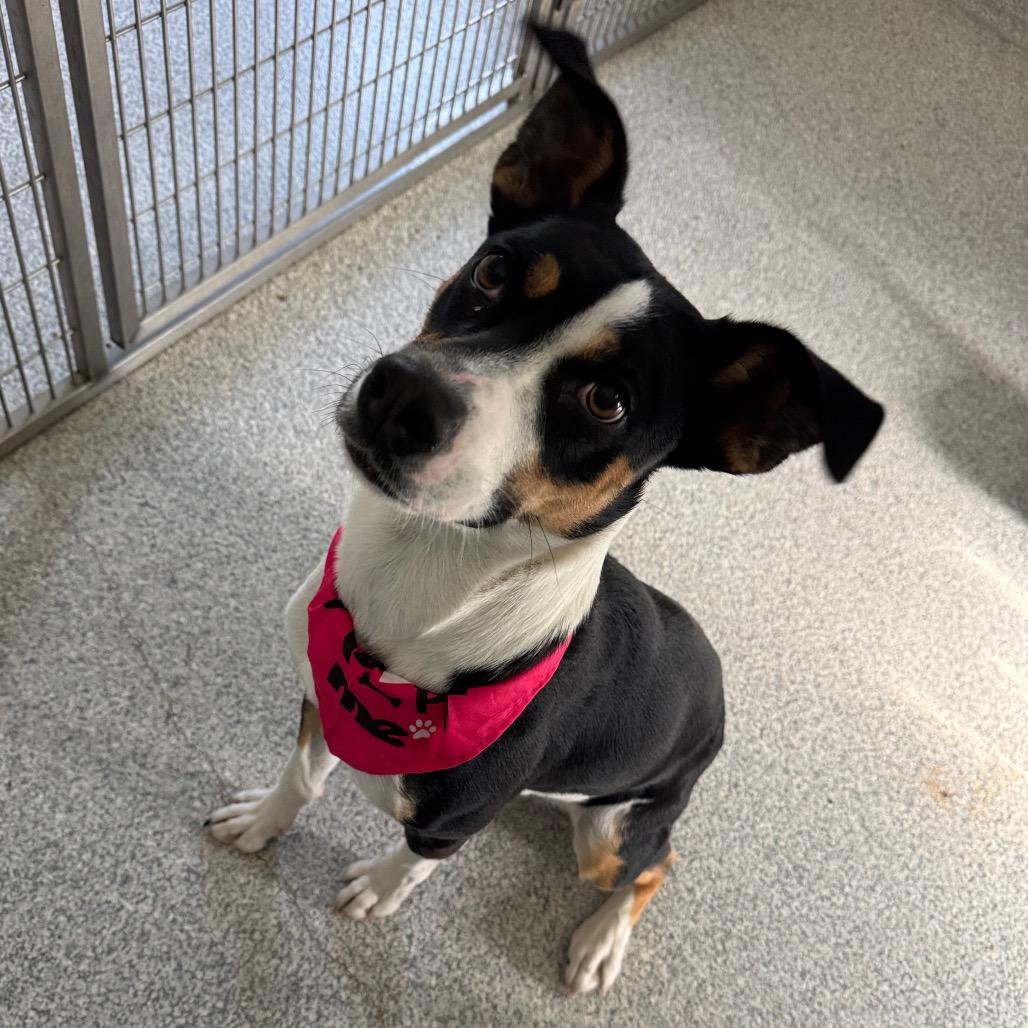 Enlarge Ziggy, a Adoptable mixed breed in Pineville, MO image 4/5