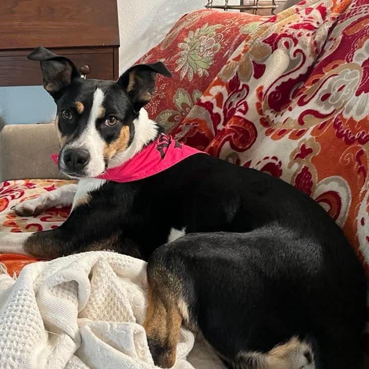 Enlarge Ziggy, a Adoptable mixed breed in Pineville, MO image 5/5