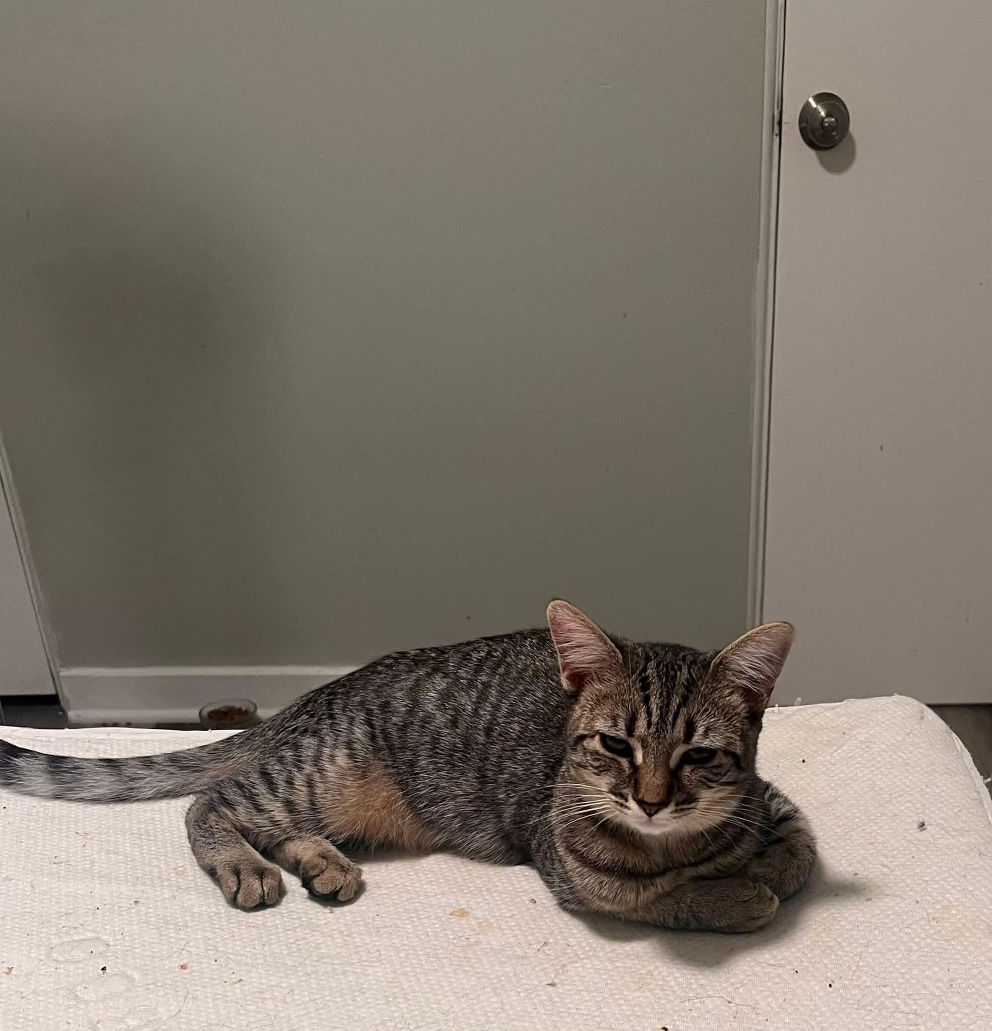 Mya, Adoptable, Kitten Female Domestic Short Hair.