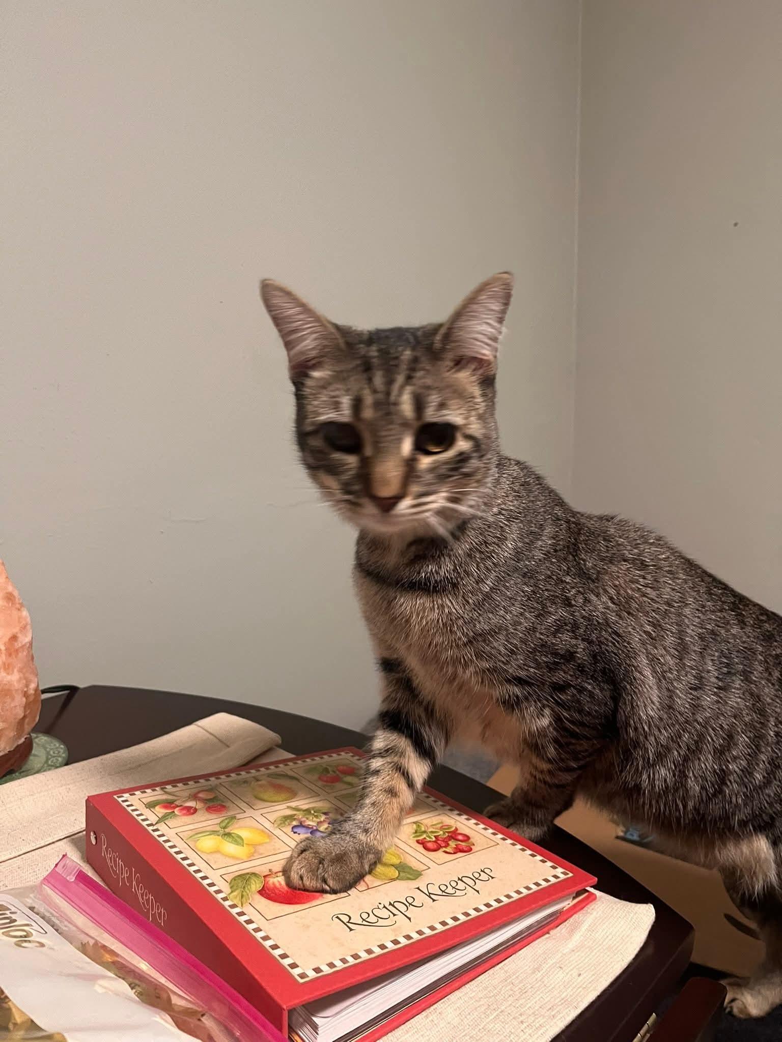 Enlarge Mya, a Adoptable Domestic Short Hair in Carnegie, PA image 5/6