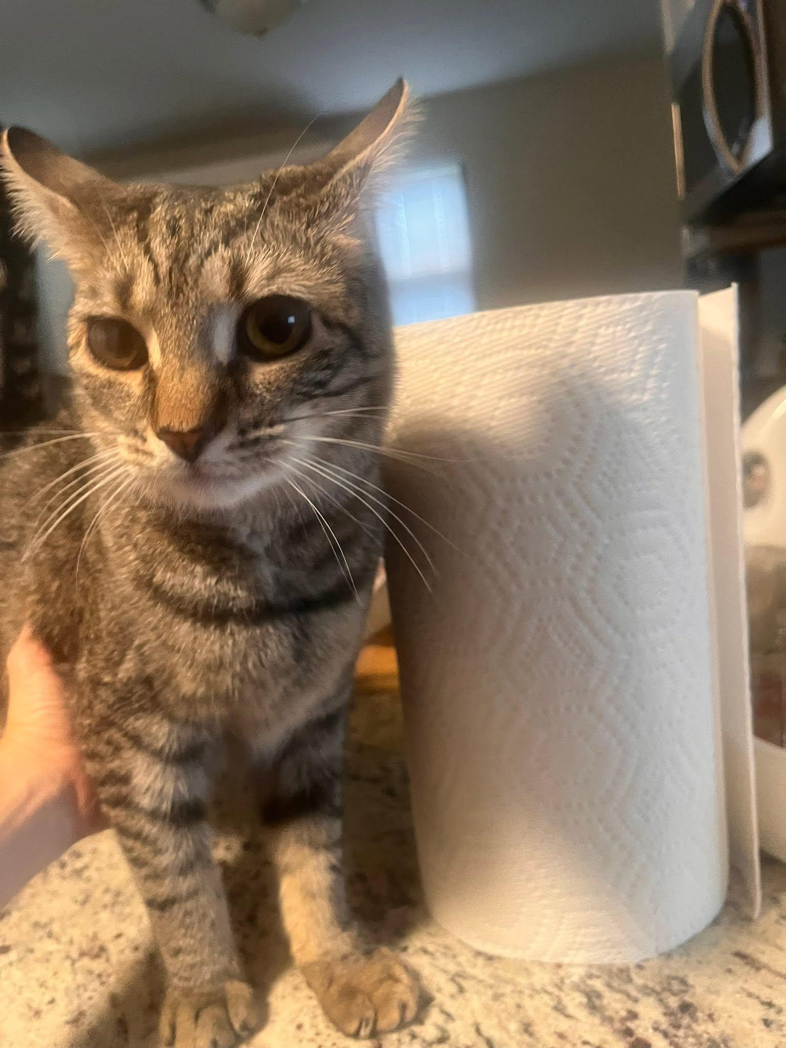 Mya, Adoptable, Young Female Domestic Short Hair.