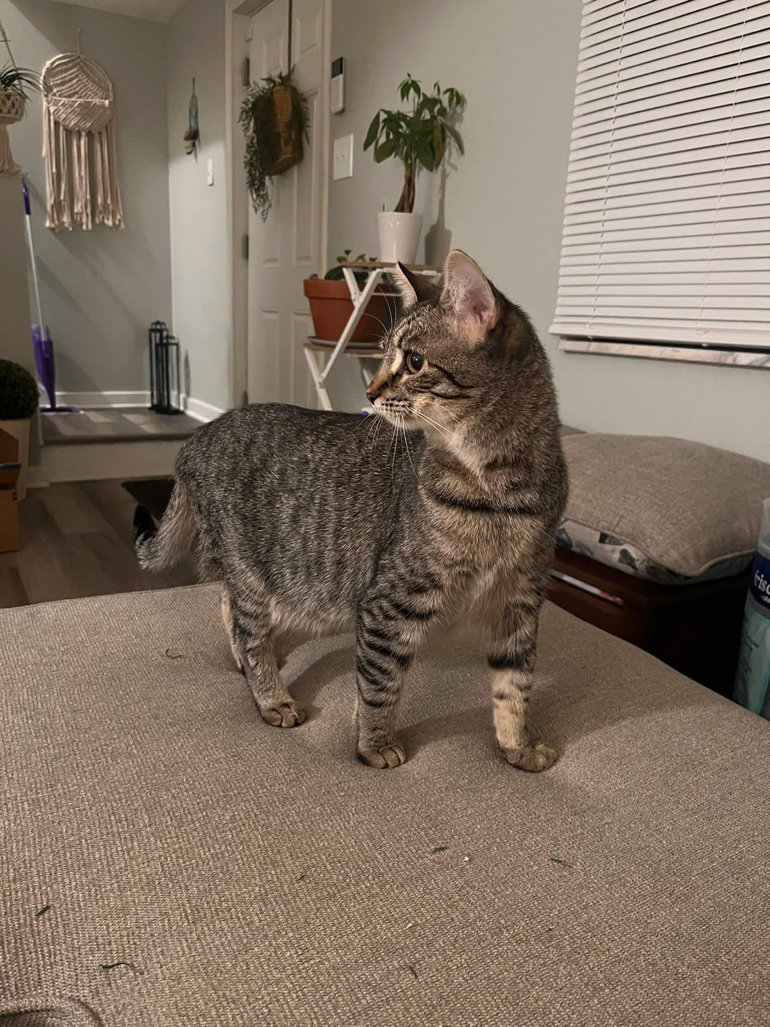 Enlarge Mya, a Adoptable Domestic Short Hair in Carnegie, PA image 4/6