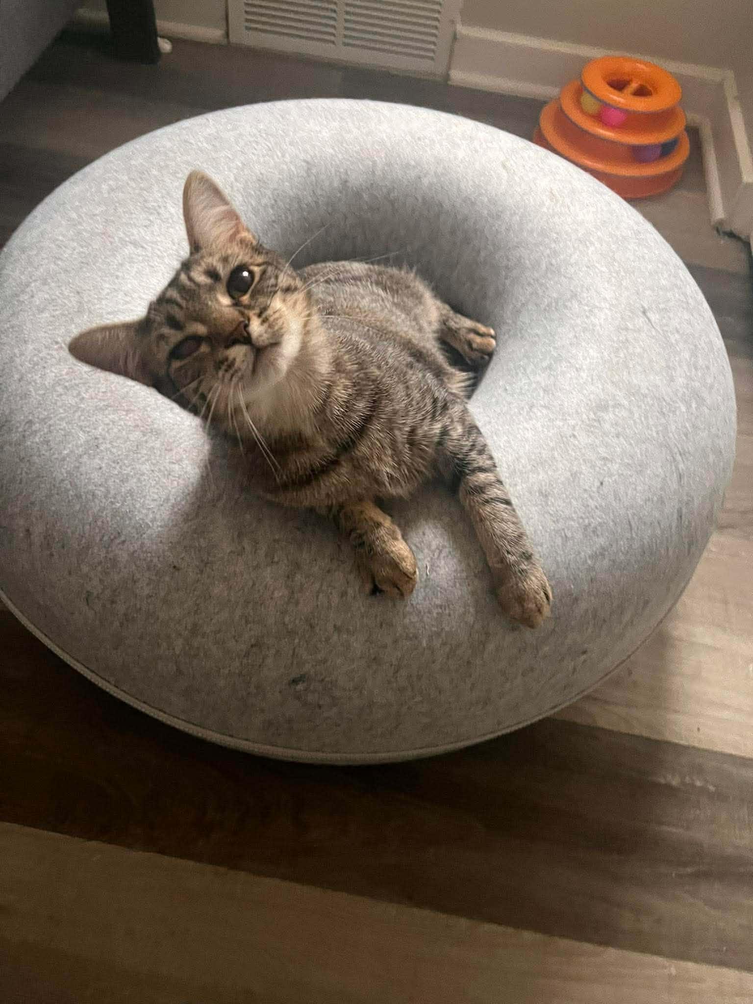 Mya, Adoptable, Kitten Female Domestic Short Hair.