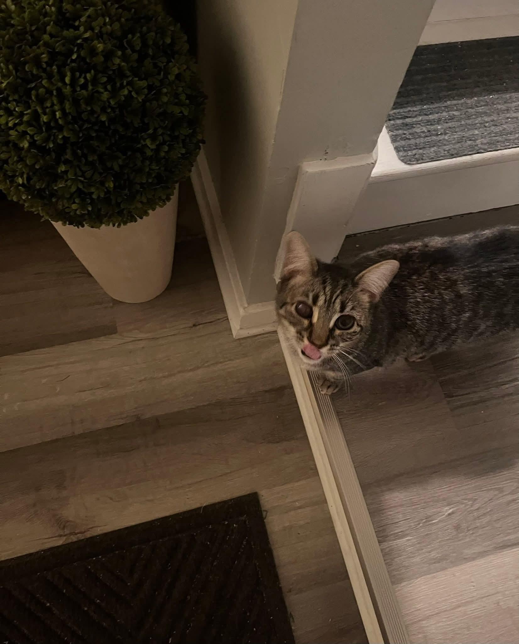 Enlarge Mya, a Adoptable Domestic Short Hair in Carnegie, PA image 6/6