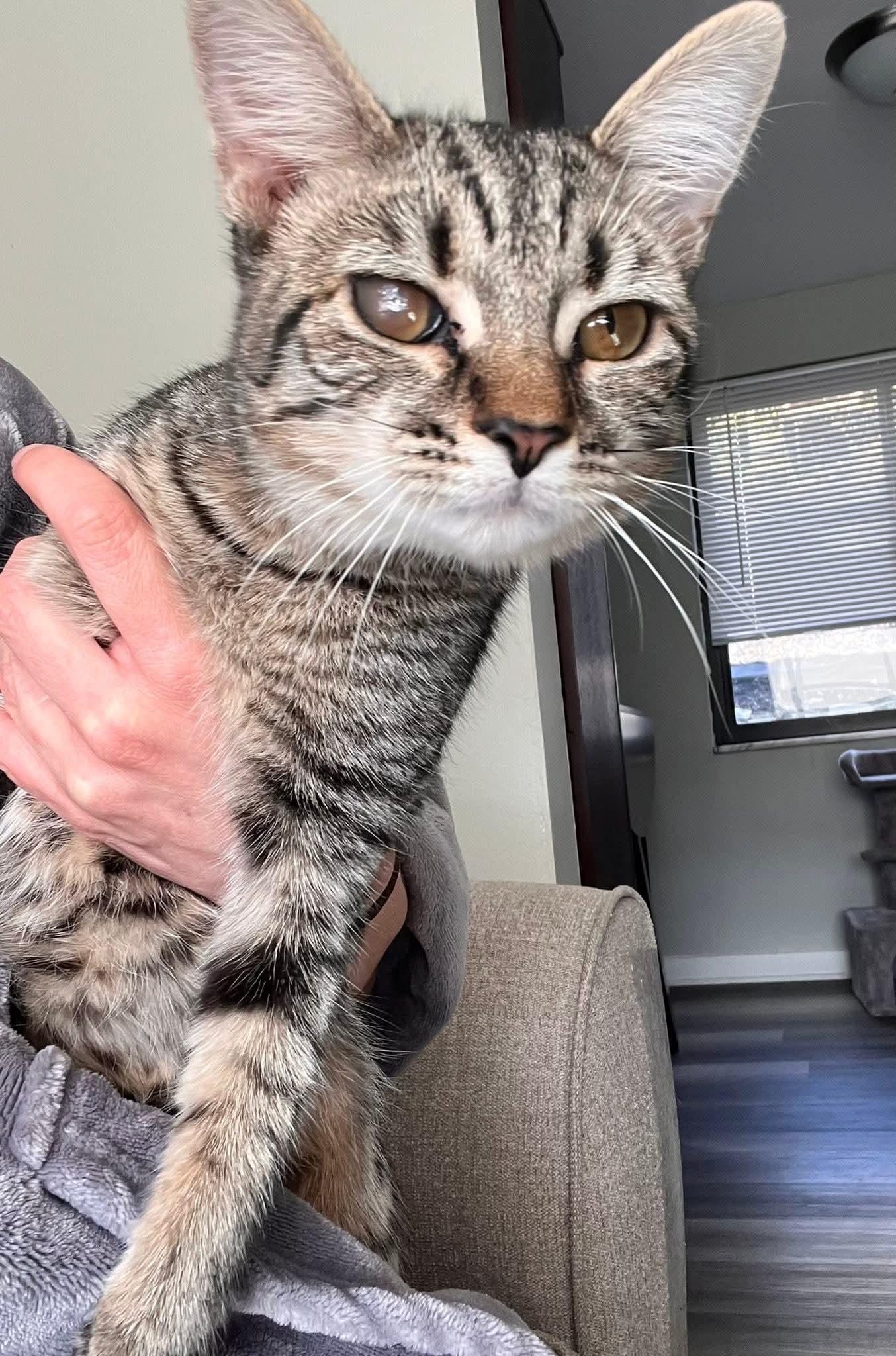 Enlarge Mya, a Adoptable Domestic Short Hair in Carnegie, PA image 5/5