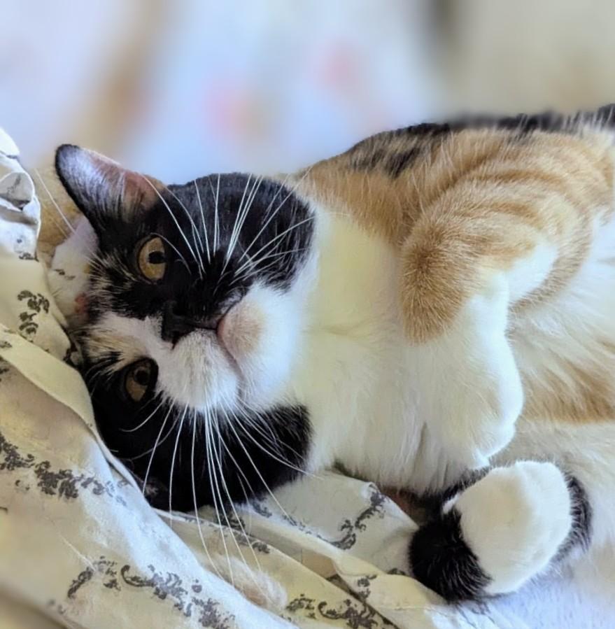 Cali #14345DG, Adoptable, Adult Female Calico.
