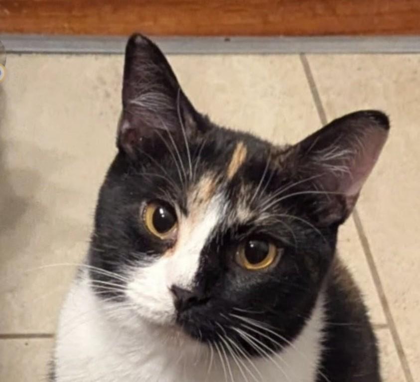 Enlarge Cali #14345DG, a Adoptable Calico in O'Fallon, MO image 2/3