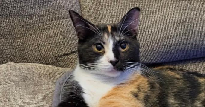 Enlarge Cali #14345DG, a Adoptable Calico in O'Fallon, MO image 3/3