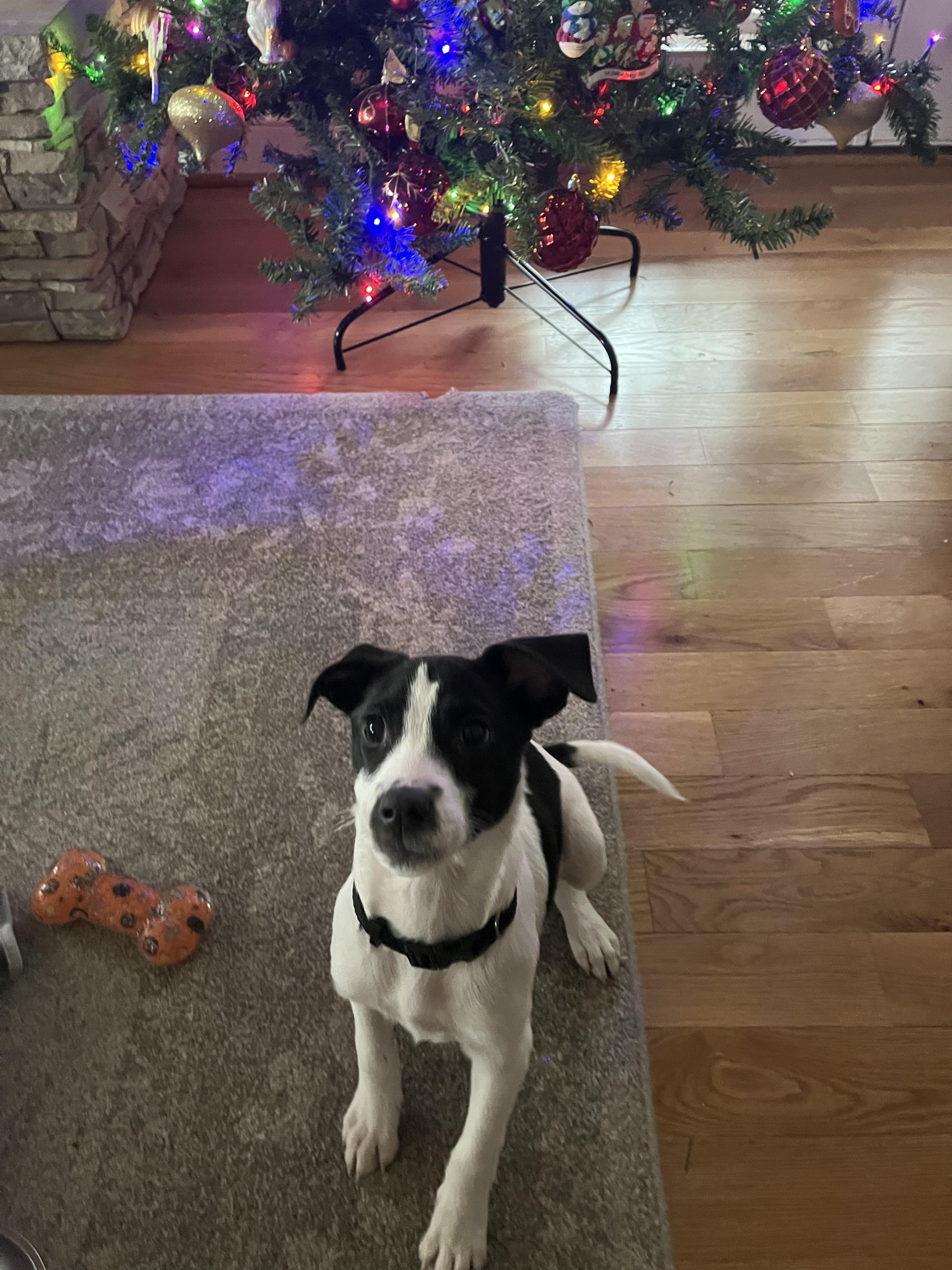 Enlarge Cypress, a Adoptable mixed breed in Richmond, VA image 4/5