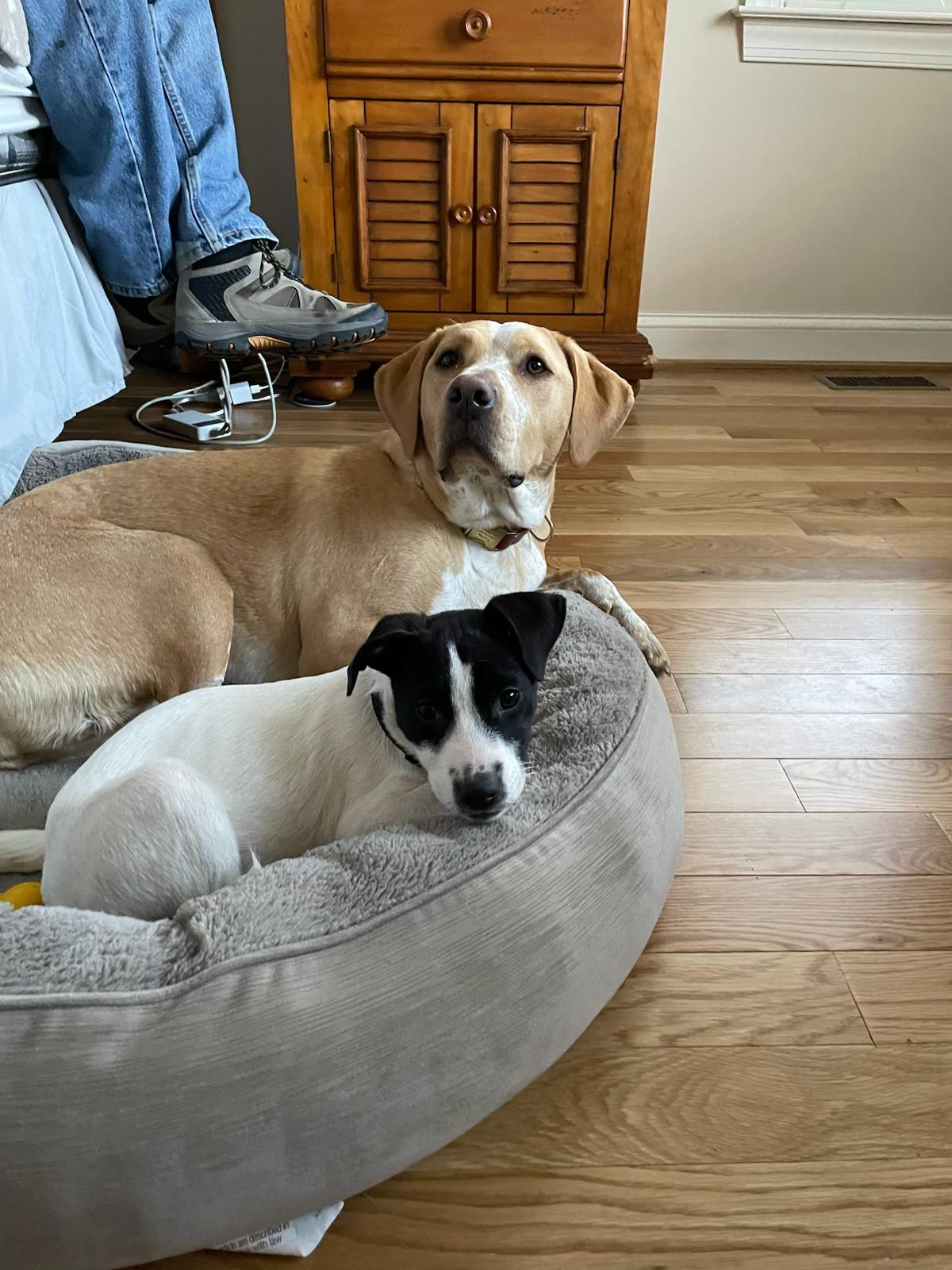 Enlarge Cypress, a Adoptable mixed breed in Richmond, VA image 3/5