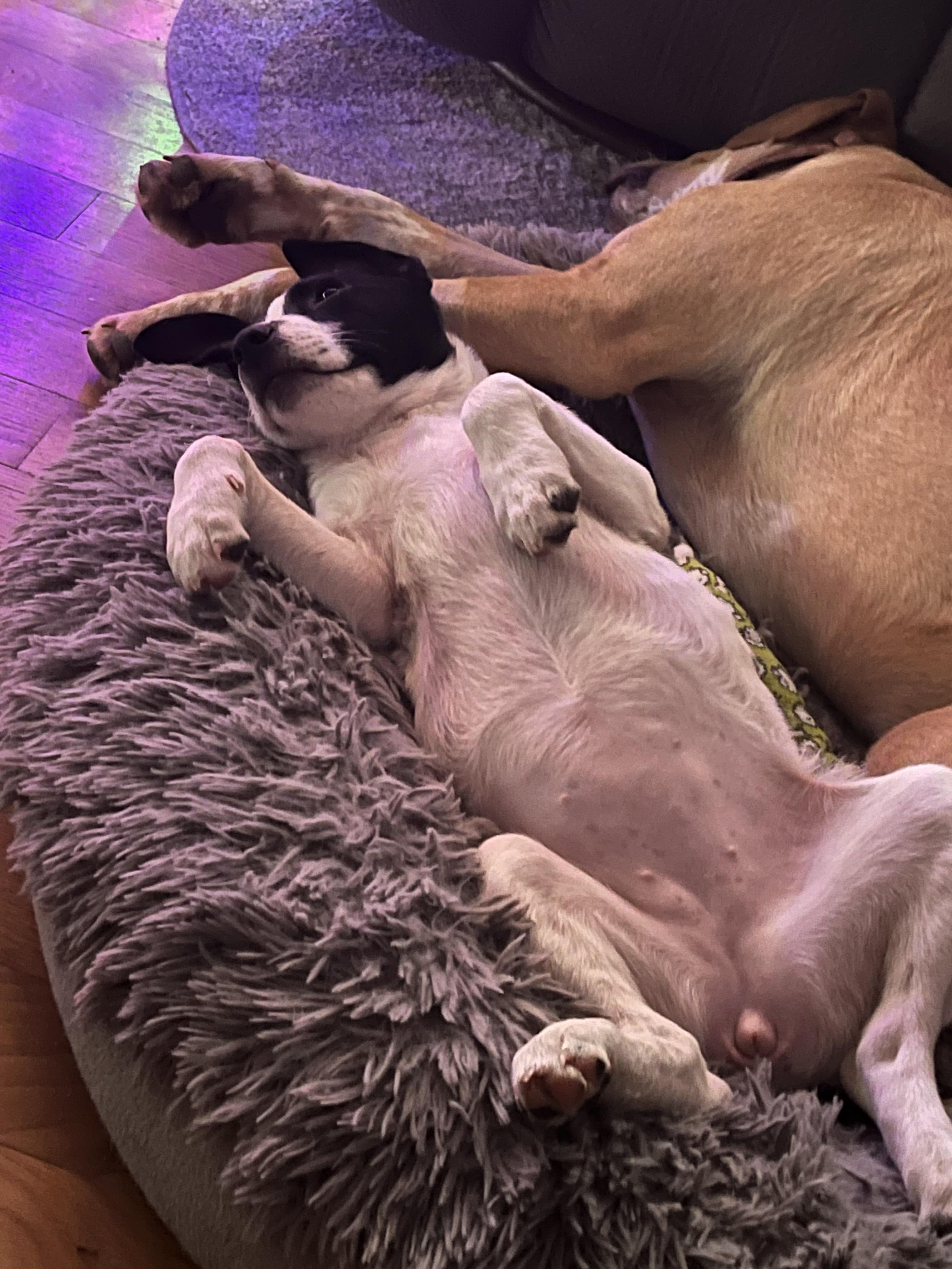 Enlarge Cypress, a Adoptable mixed breed in Richmond, VA image 2/5