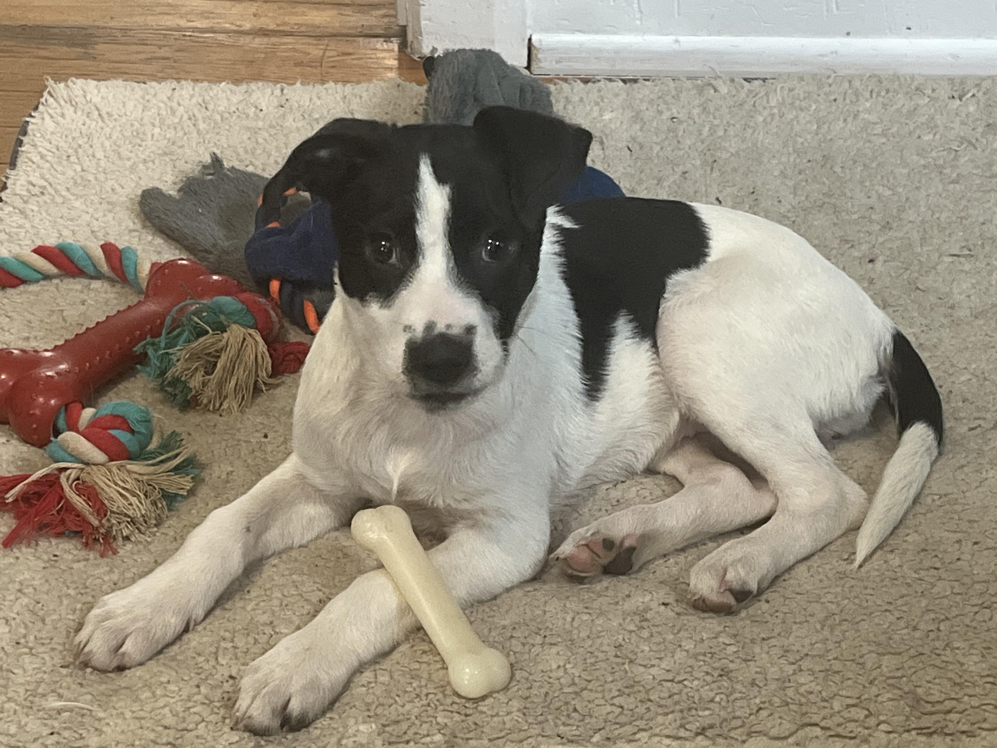 Enlarge Cypress, a Adoptable mixed breed in Richmond, VA image 1/5