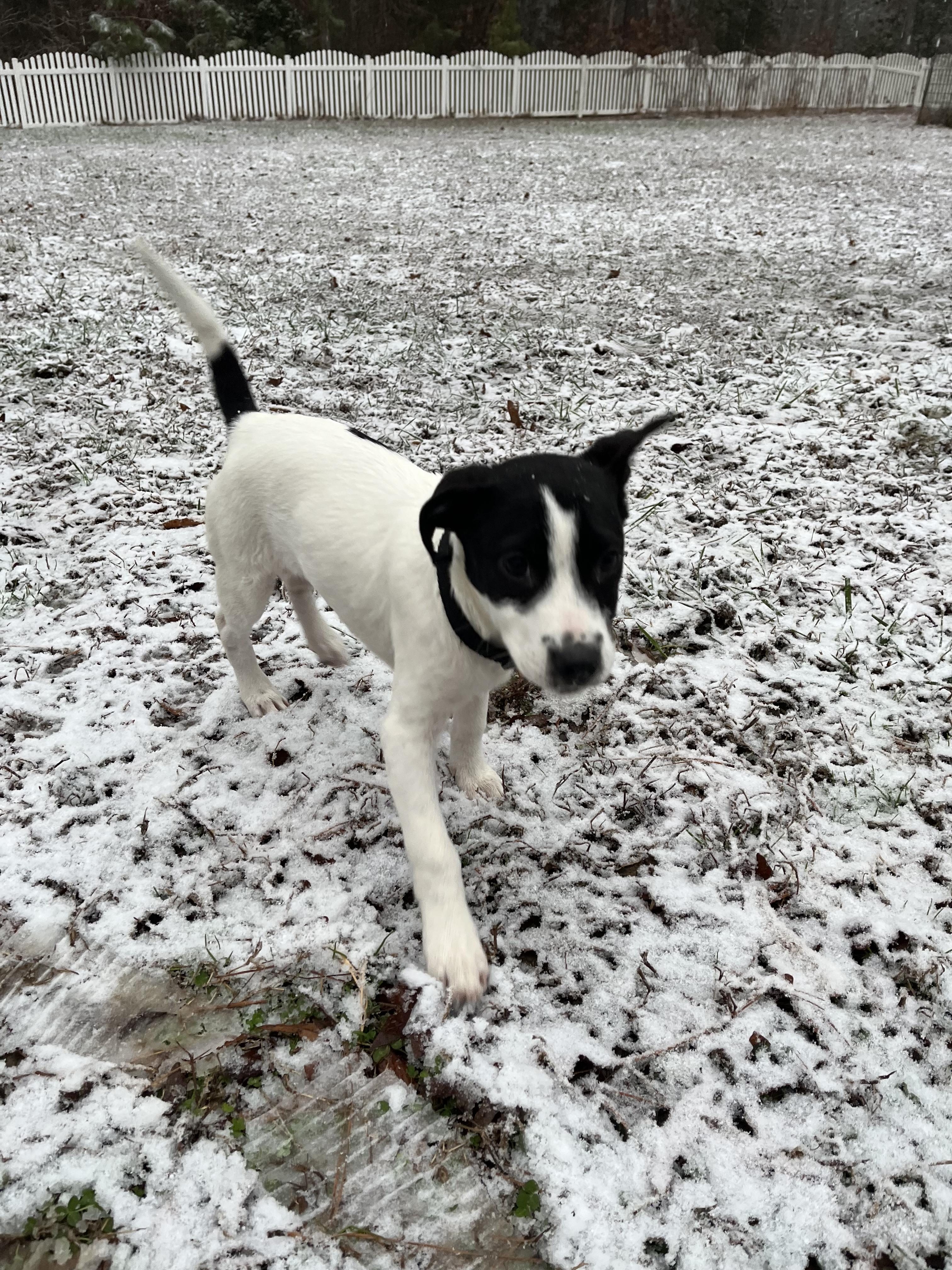 Enlarge Cypress, a Adoptable mixed breed in Richmond, VA image 5/5