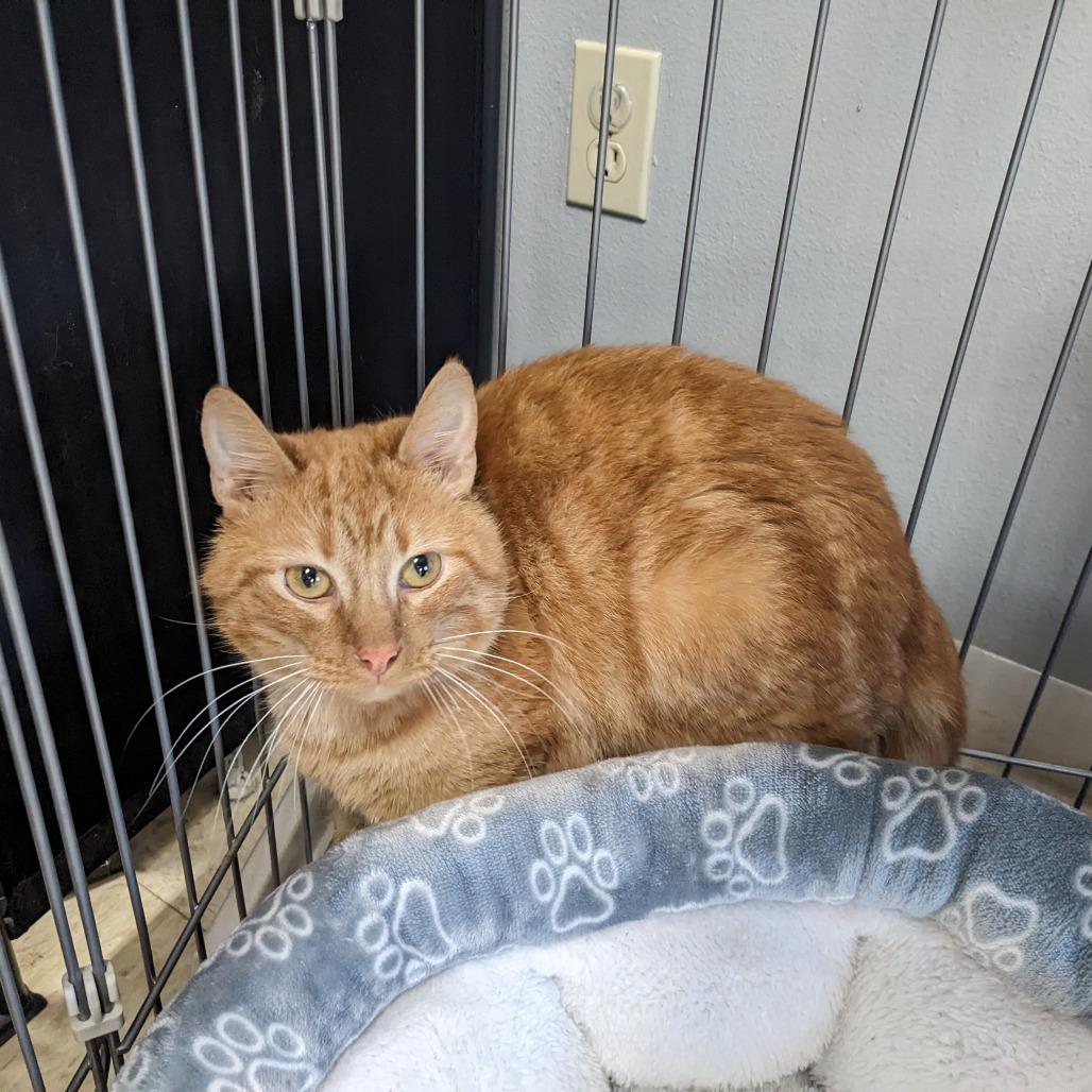 Mistletoe LR6, Adoptable, Adult Male Domestic Short Hair.