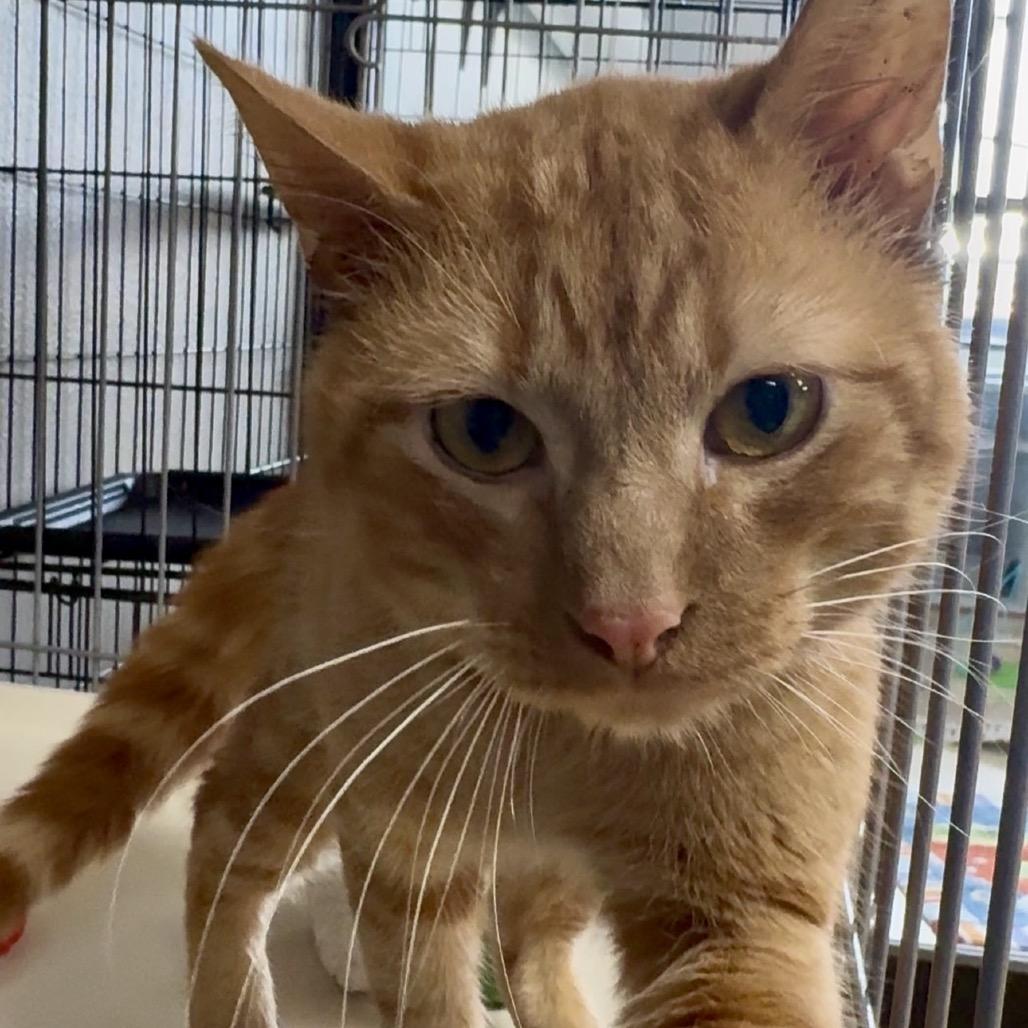 Enlarge Mistletoe LR6, a Adoptable Domestic Short Hair in Union, MO image 2/4