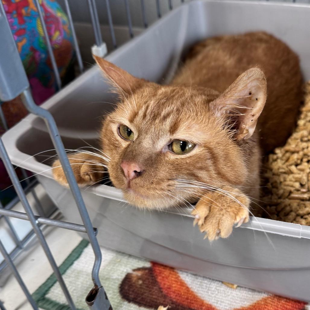 Enlarge Mistletoe LR6, a Adoptable Domestic Short Hair in Union, MO image 3/4