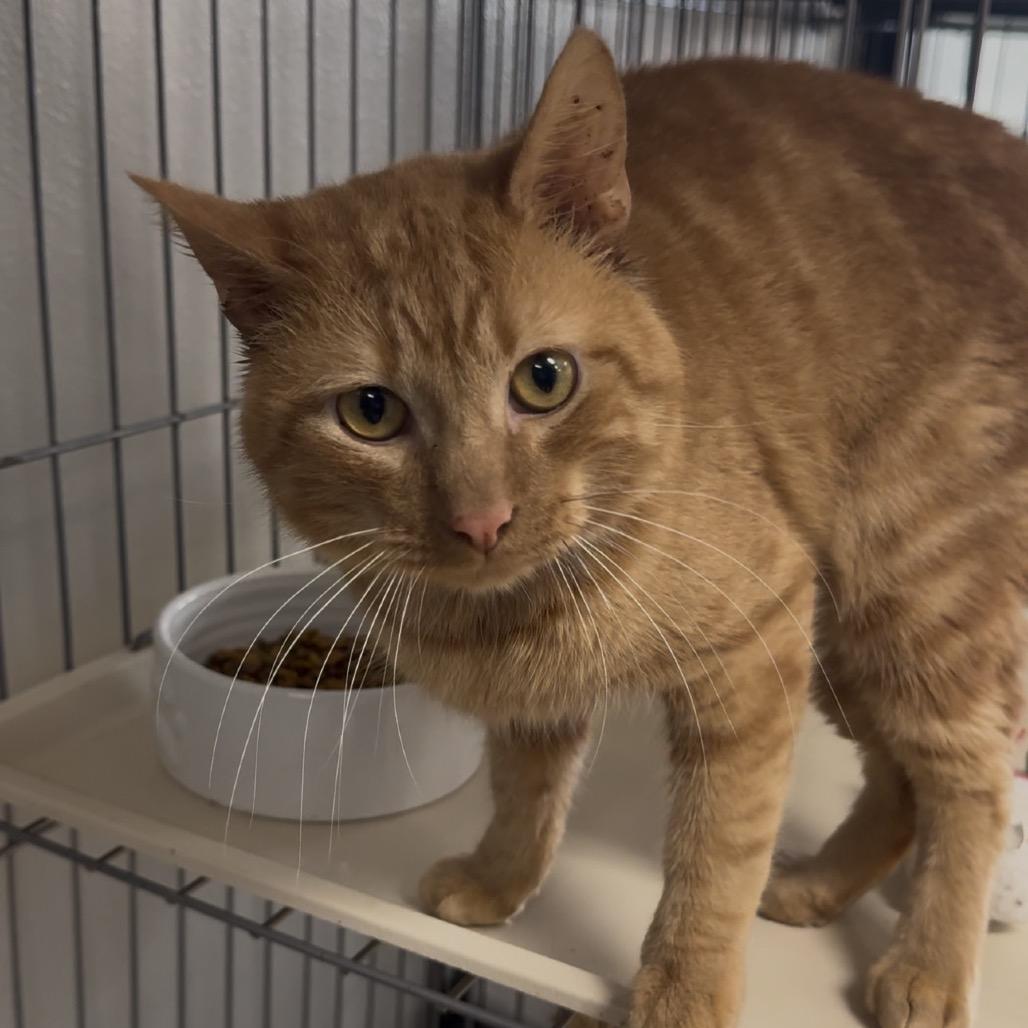 Enlarge Mistletoe LR6, a Adoptable Domestic Short Hair in Union, MO image 4/4