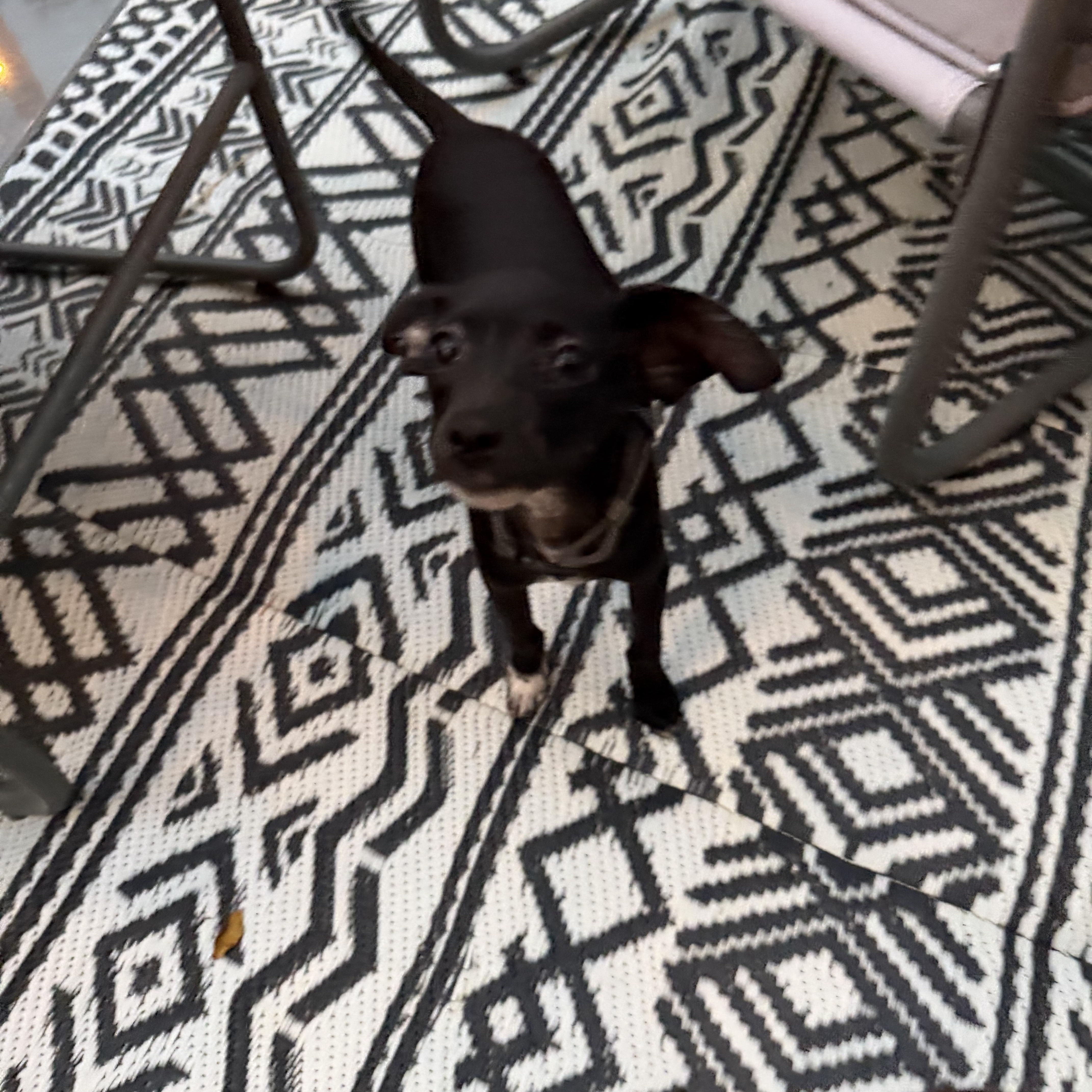 Enlarge Darjeeling, a Adoptable mixed breed in Eugene, OR image 4/5