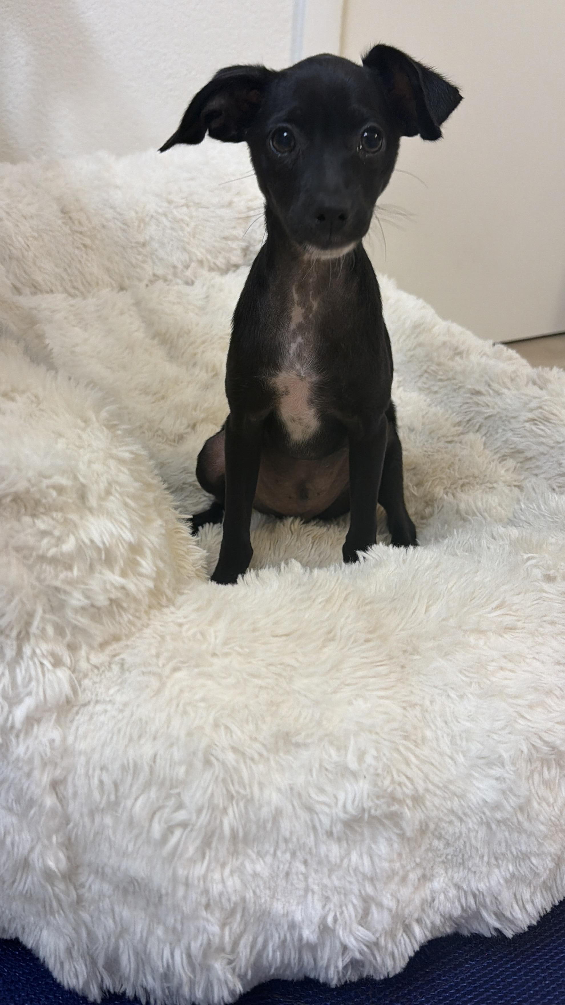 Darjeeling, Adoptable, Puppy Male Chihuahua.