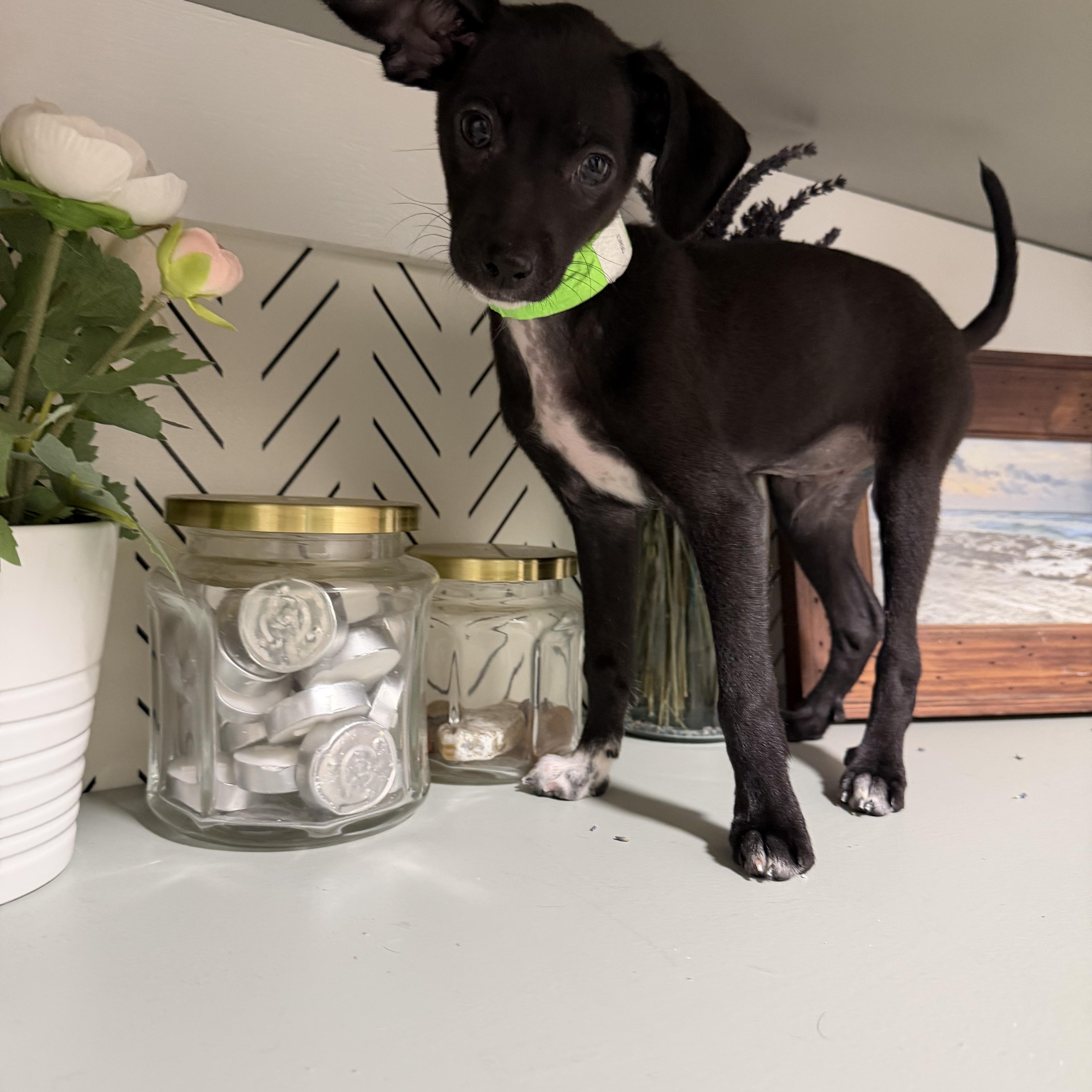 Enlarge Darjeeling, a Adoptable mixed breed in Eugene, OR image 2/5