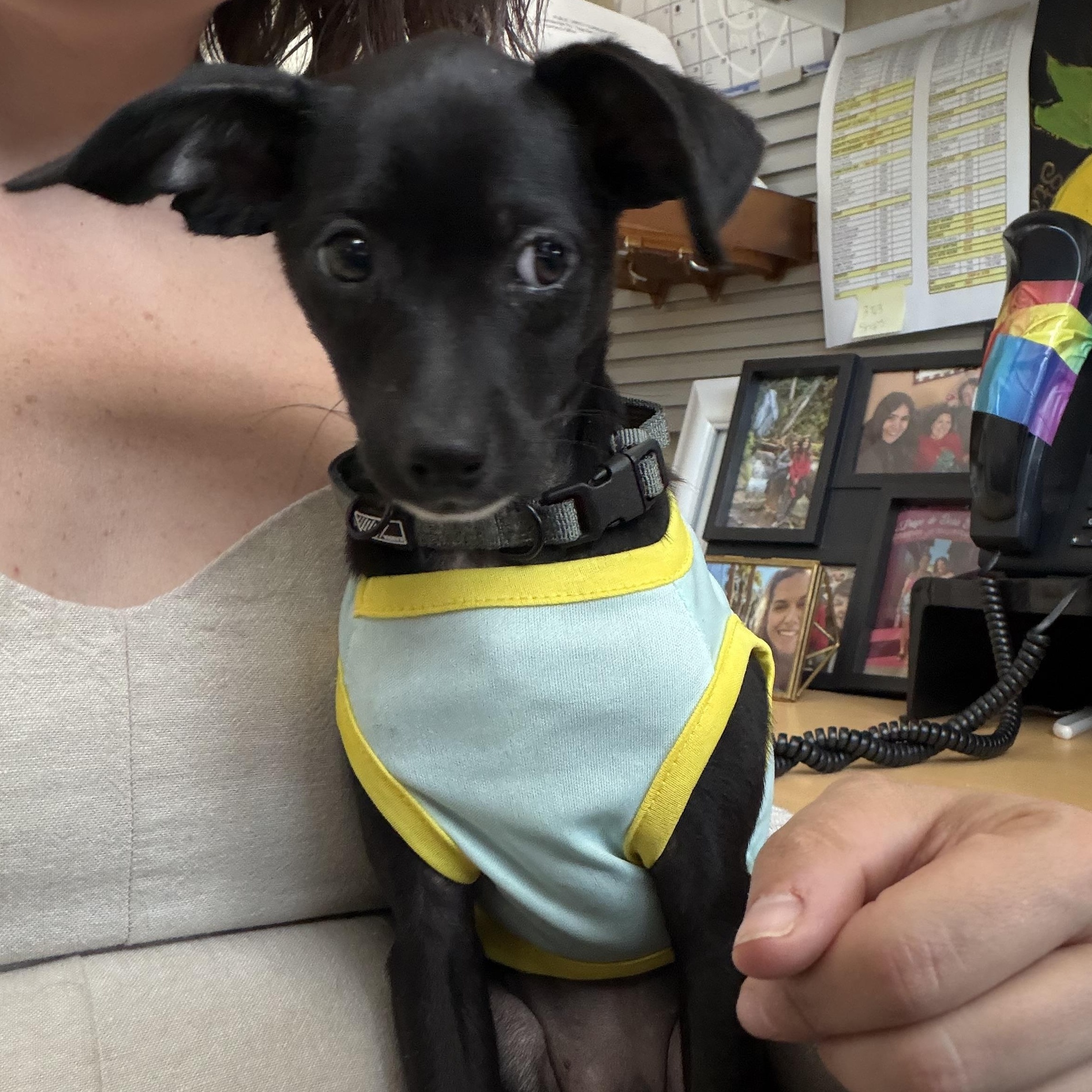 Enlarge Darjeeling, a Adoptable mixed breed in Eugene, OR image 5/5