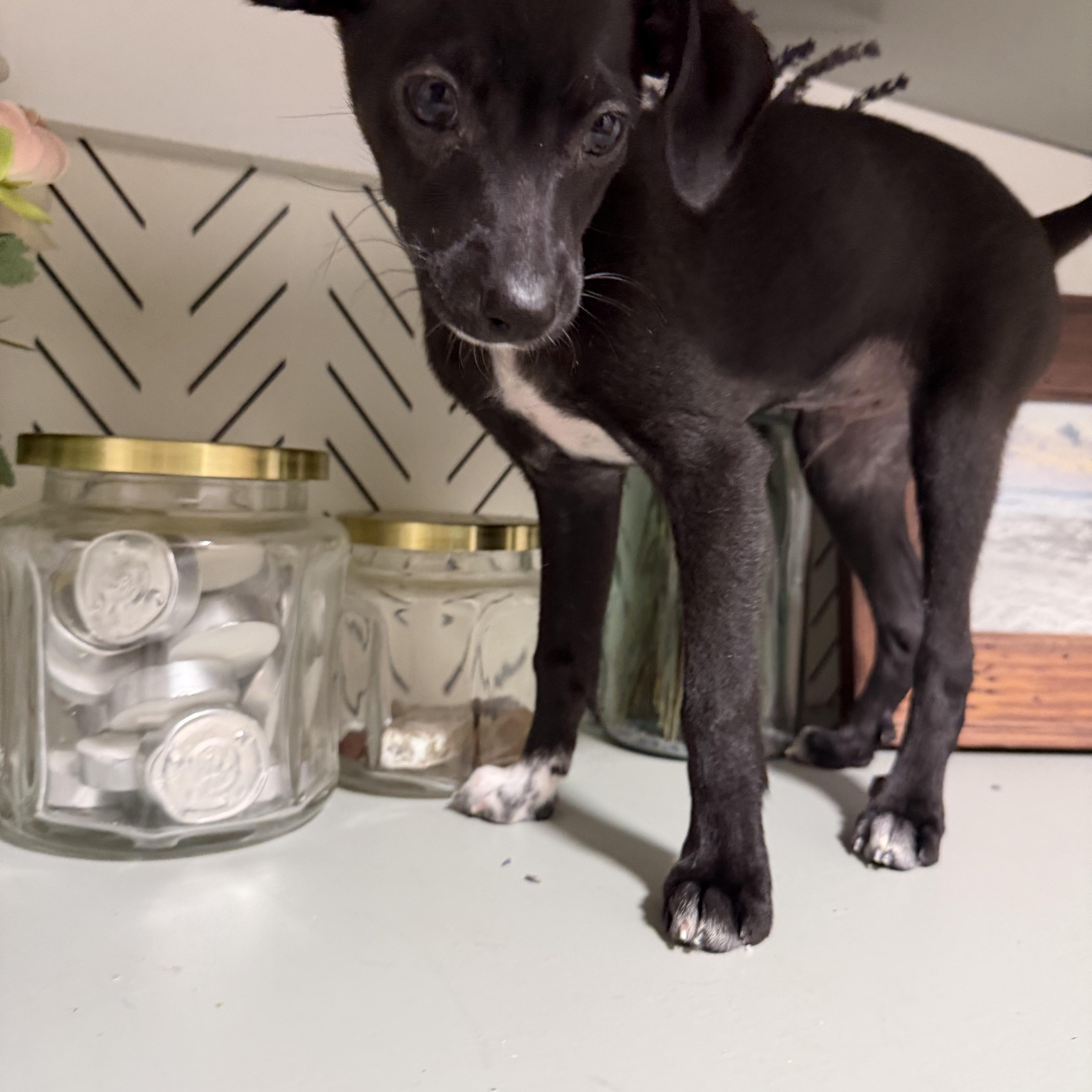 Enlarge Darjeeling, a Adoptable mixed breed in Eugene, OR image 3/5