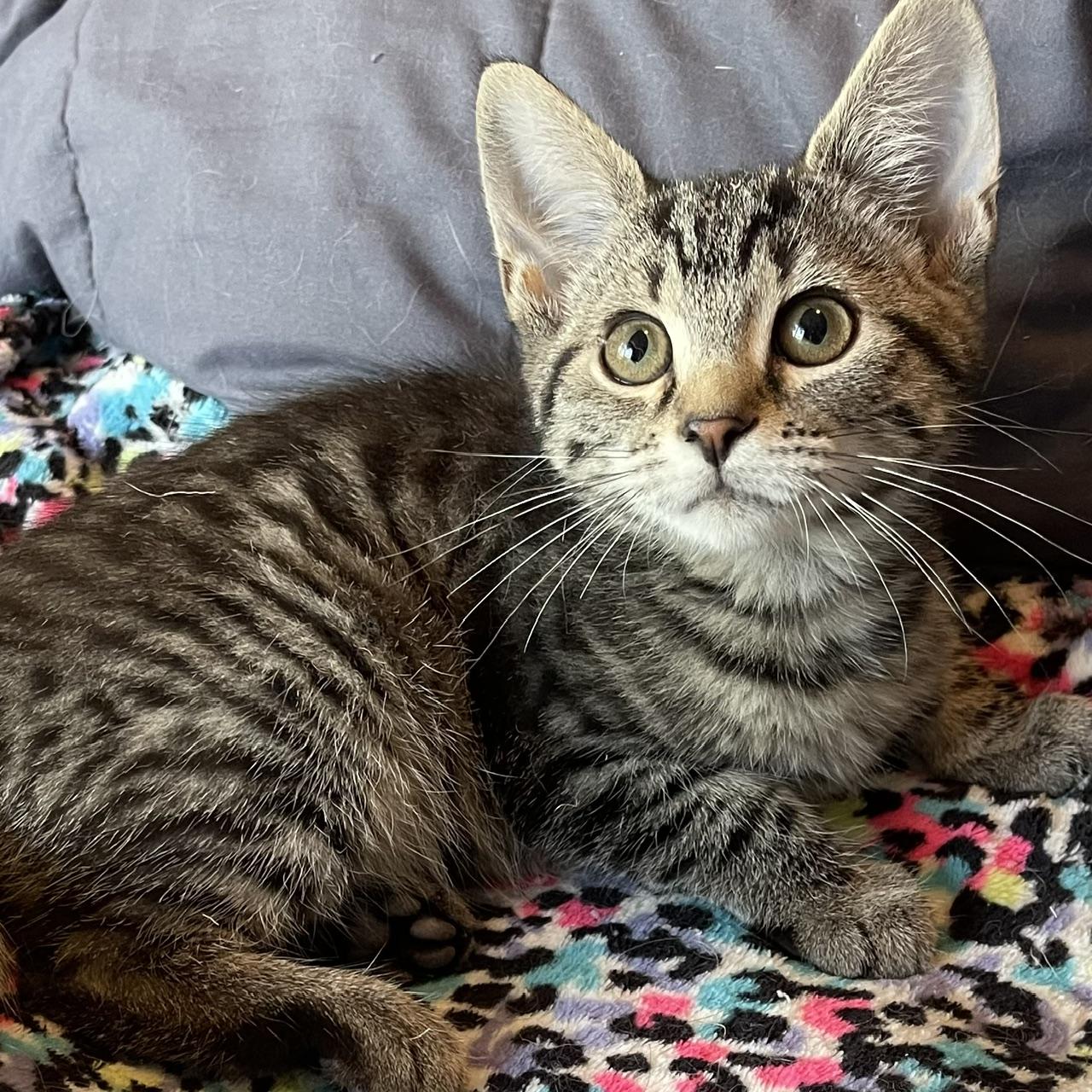 Audi, Adoptable, Kitten Female Domestic Short Hair & Tabby.