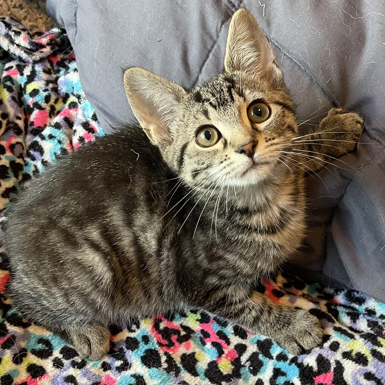 Audi, a Adoptable mixed breed in Racine, WI image 2/5