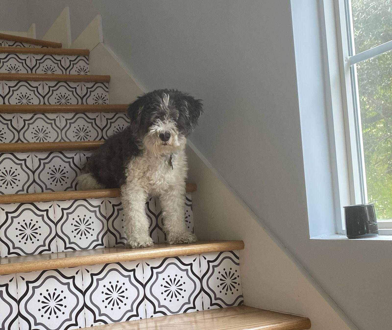 Enlarge CHARLIE (SRC3603)  IN SOUTH CAROLINA, a Adopted Schnauzer in Lenoir, NC image 1/3