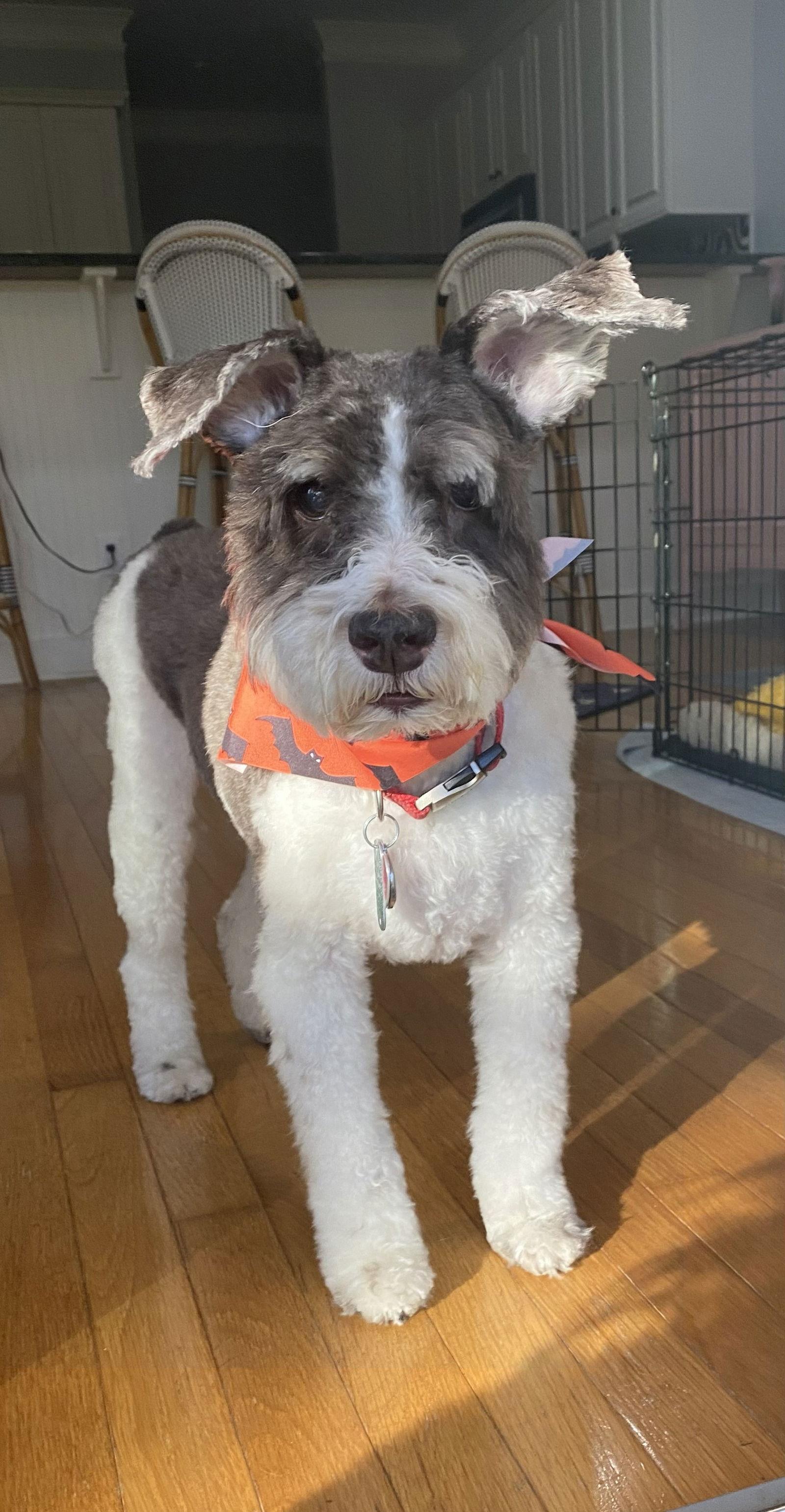 Enlarge CHARLIE (SRC3603)  IN SOUTH CAROLINA, a Adopted Schnauzer in Lenoir, NC image 3/3