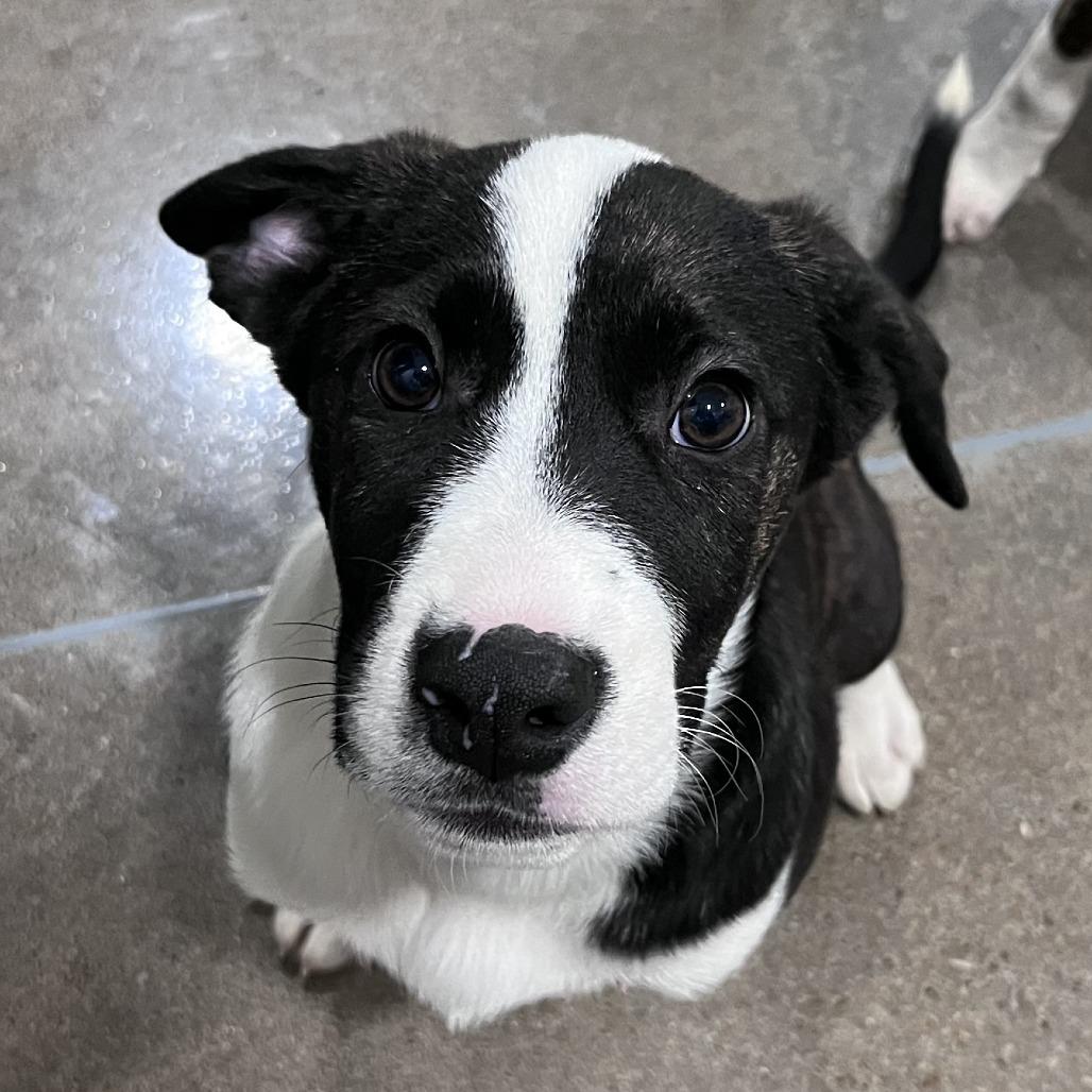 Steve Wilkos, Adoptable, Young Male Pit Bull Terrier & Mixed Breed.