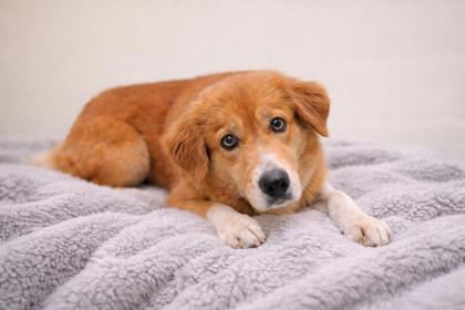 Enlarge Mini, a Adoptable mixed breed in Guntersville, AL image 1/1