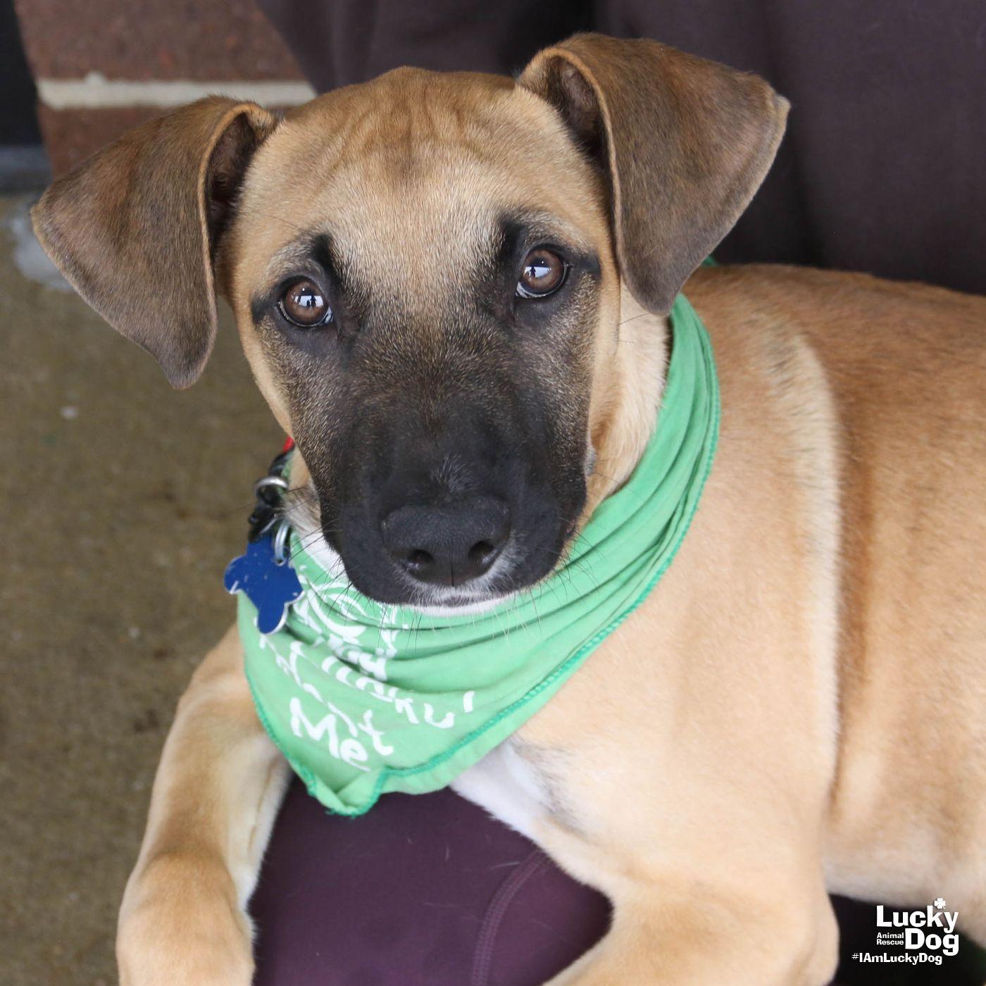 Enlarge Martin, a Adoptable mixed breed in Washington, DC image 2/3