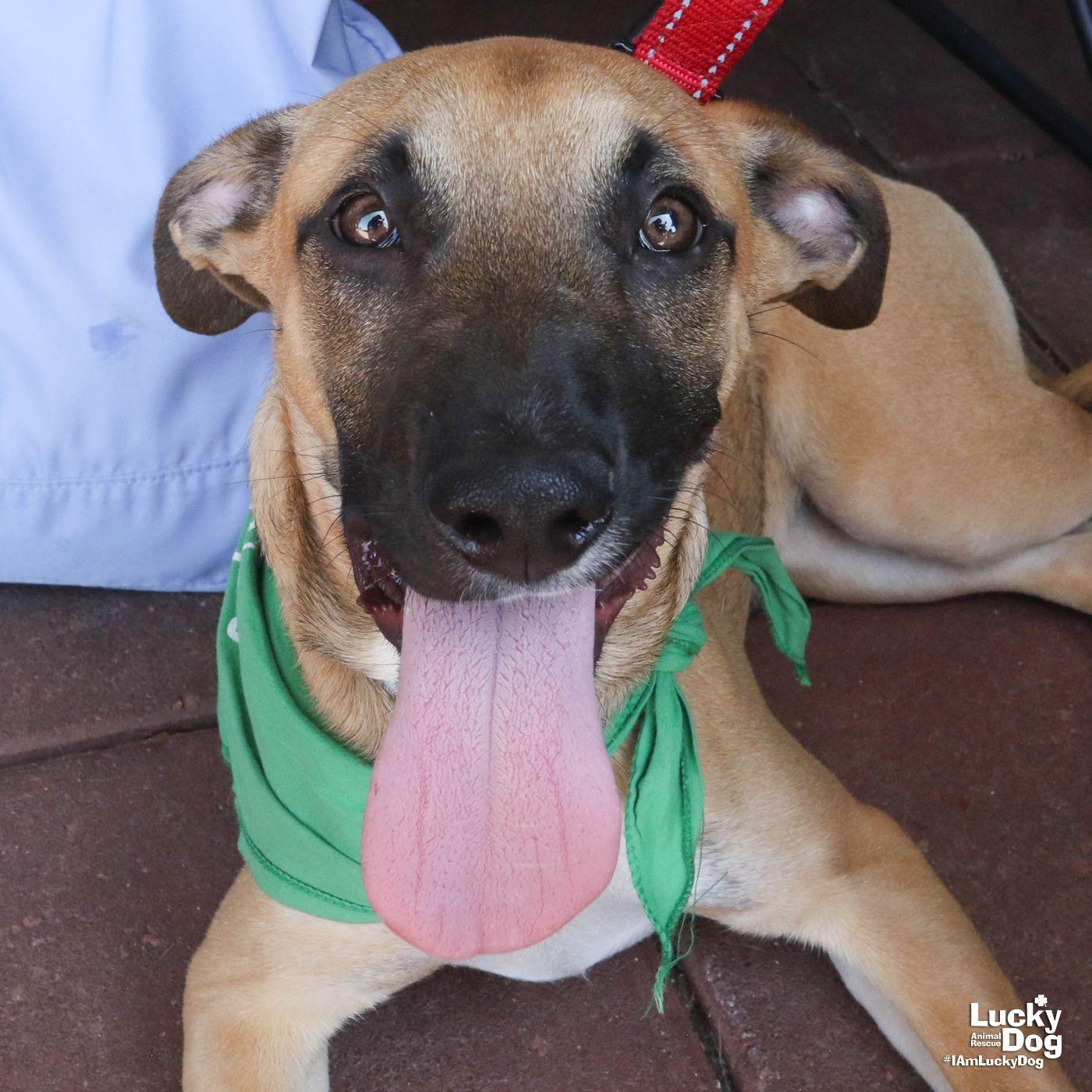 Enlarge Martin, a Adoptable mixed breed in Washington, DC image 3/3