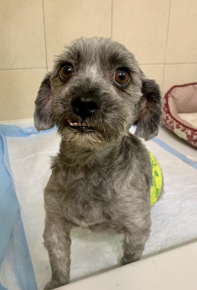 Padme, Adopted, Senior Female Maltese.