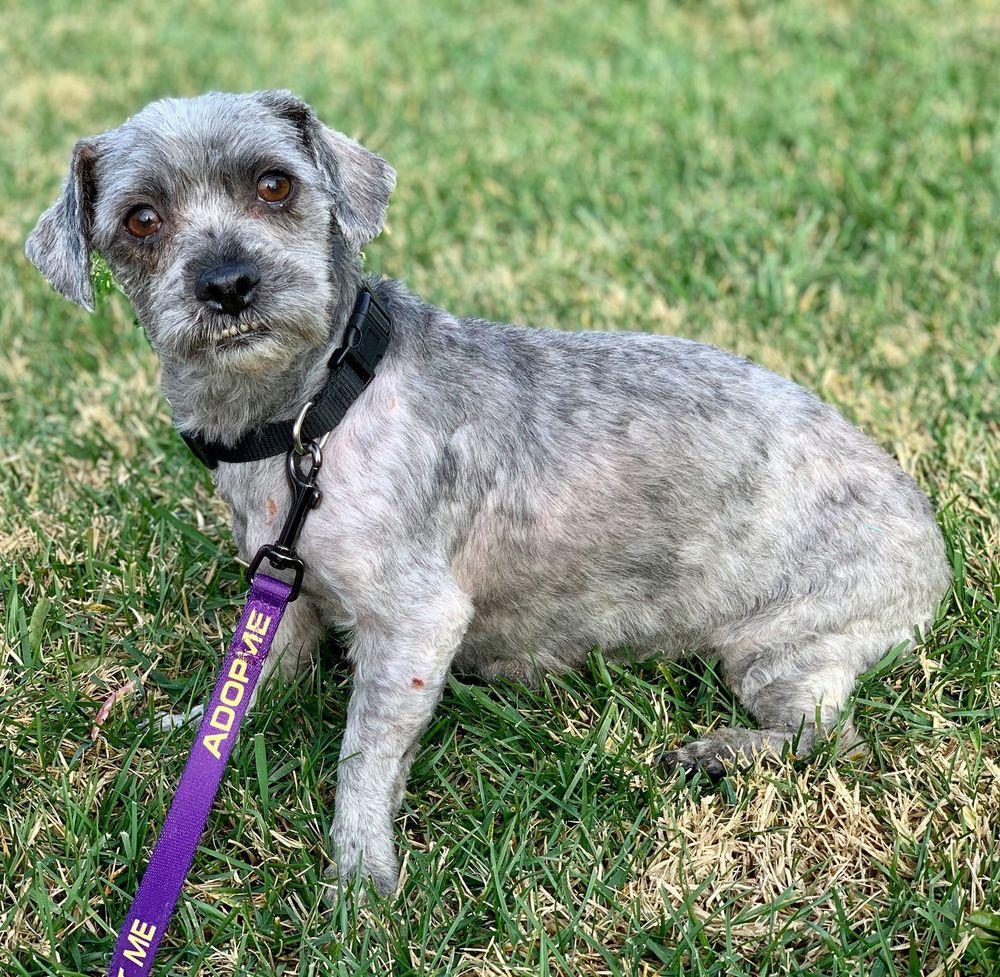 Enlarge Padme, a Adopted mixed breed in Windsor, CA image 2/5