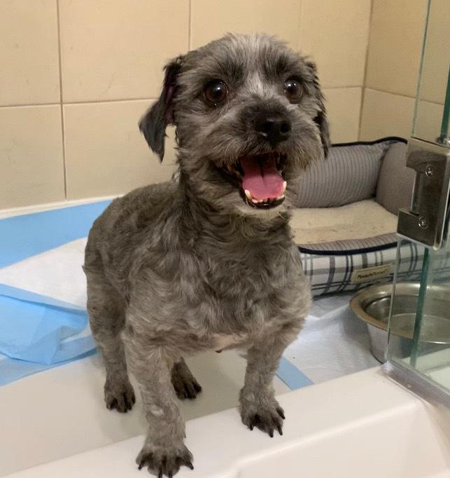 Enlarge Padme, a Adopted mixed breed in Windsor, CA image 3/5