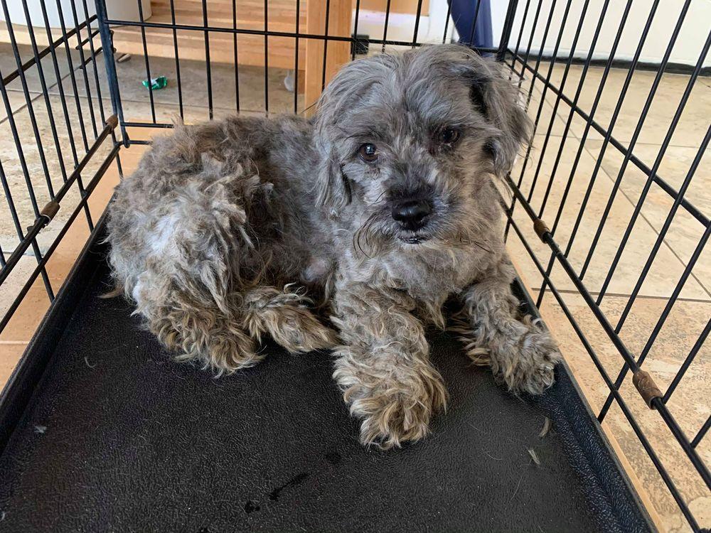 Enlarge Padme, a Adopted mixed breed in Windsor, CA image 4/5