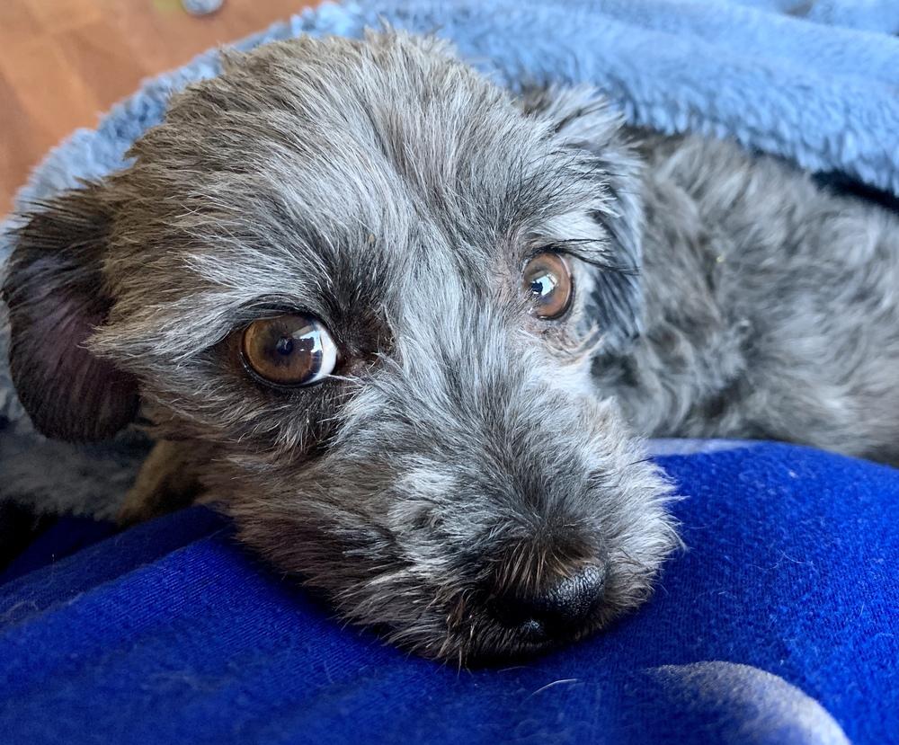 Enlarge Padme, a Adopted mixed breed in Windsor, CA image 5/5