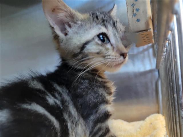 PINKY, Adoptable, Young Female Domestic Short Hair.