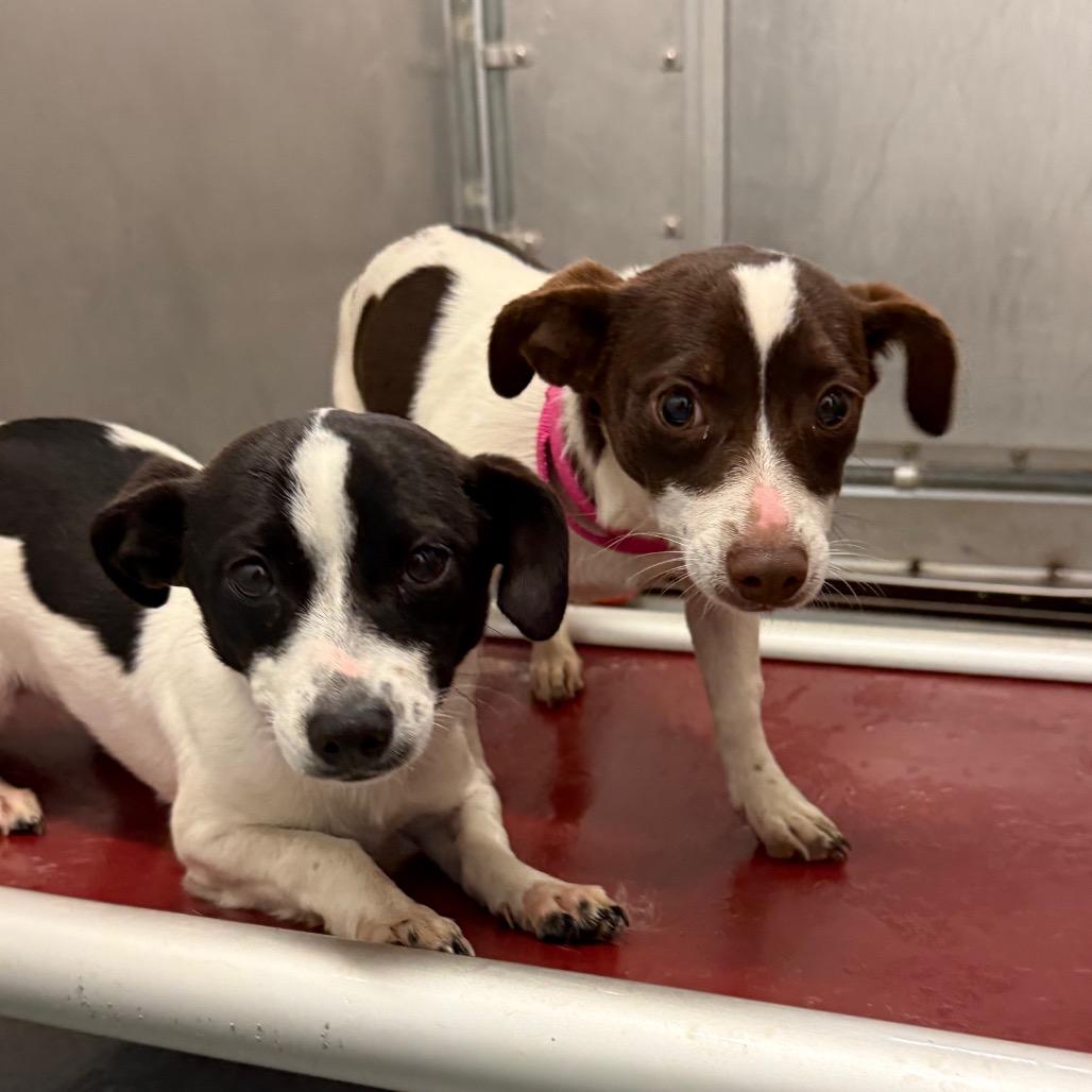 LuLu, Adoptable, Adult Female Rat Terrier.